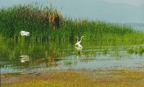 Snowy egrets still abound lakeside.