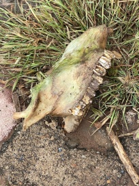 Jawbone of a beast..part of the detritus washed down in the deluge.