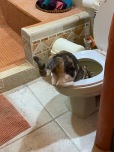 Oops. Not a water dish, Kukla!!!