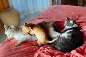 Attacking the cat