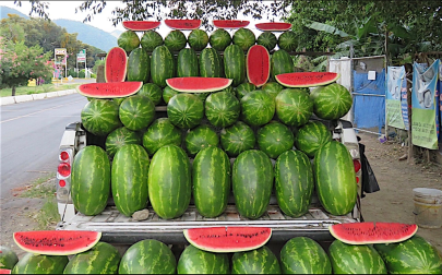 Local watermelon